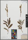 Foto von Salix triandra L. x Salix viminalis L.